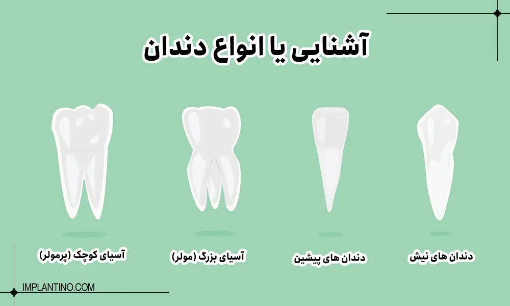 آشنایی با انواع دندان 1 انواع دندان های داخل فک بالا و پایین