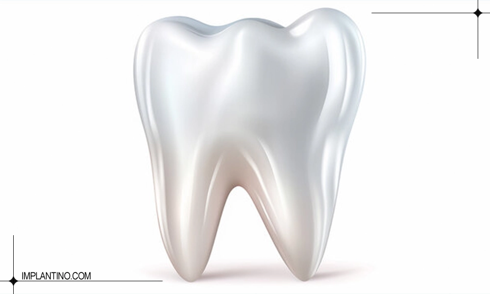 دندان انسان